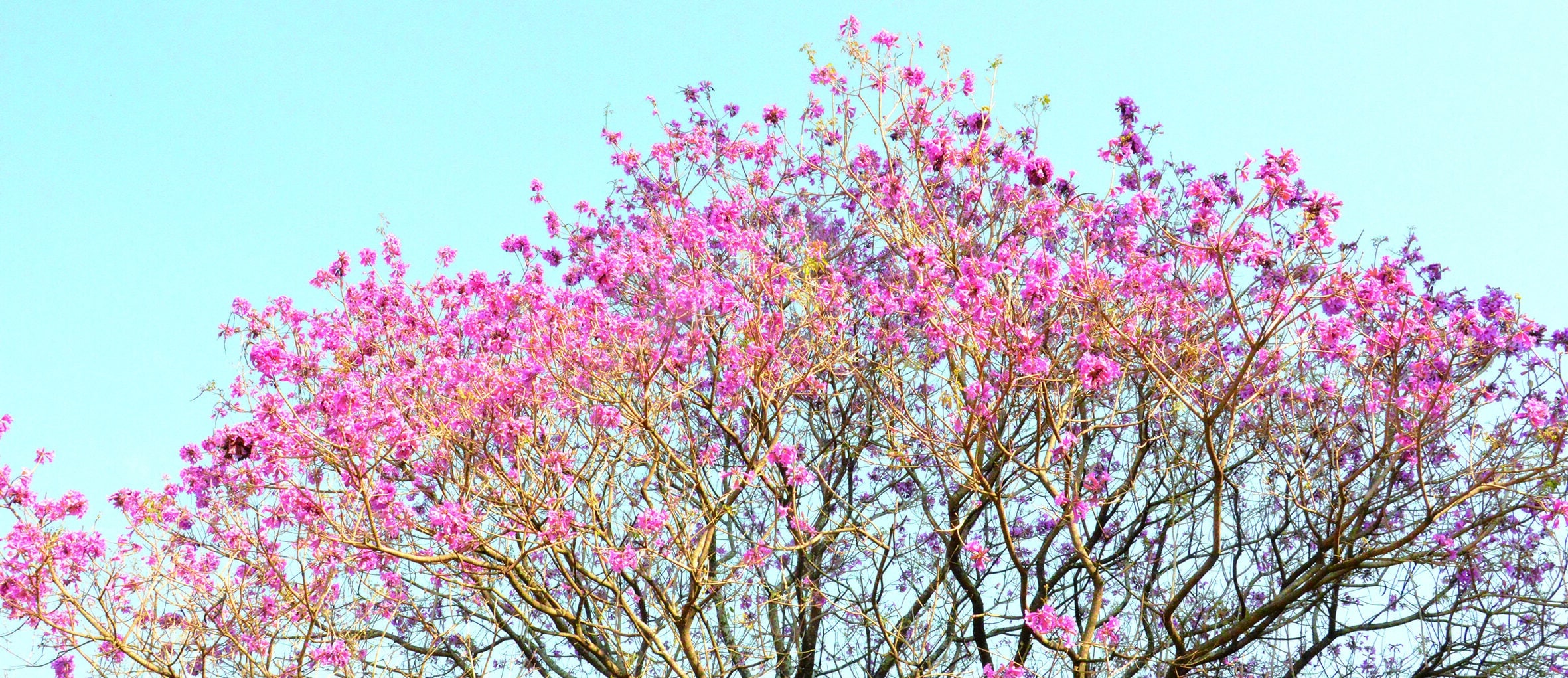 Floração antecipada do Ipê Roxo requer cuidados – ClicJm